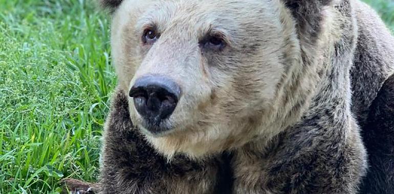 El Centro de Documentación sobre el Oso  en Proaza abre mañana