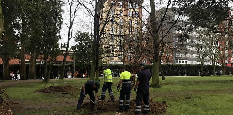 El avilesino parque de Ferrera tiene 4 nuevos árboles 