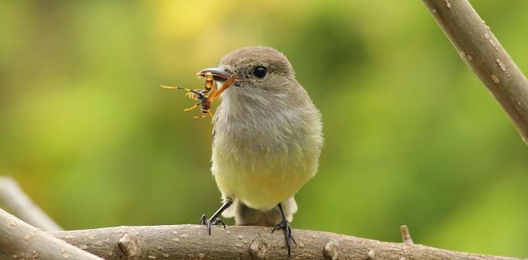 La acción humana amenaza gravemente la interacción entre las especies