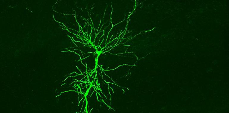 IA para entender cómo la diversidad neuronal determina la actividad del hipocampo