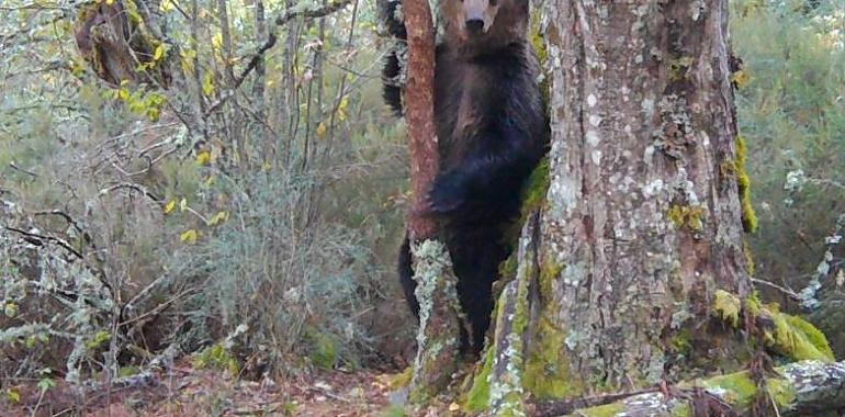 El oso pardo asoma cautelosamente a Galicia