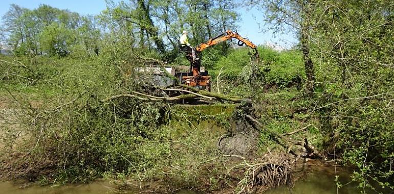 La Confederación del Cantábrico acondiciona el cauce del río Noreña en la zona de Silvota