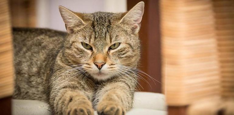 Primer caso en España de un gato contagiado de COVID por humanos enfermos