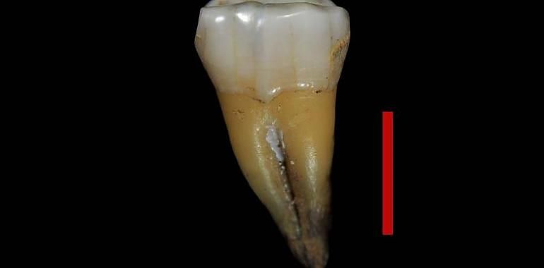 La estancia del humano moderno en Europa se adelanta a hace 48 mil años