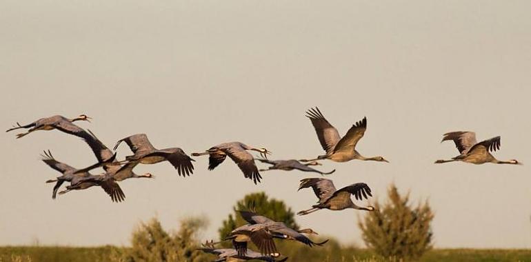 El cambio climático dificulta la migración de las grullas por España