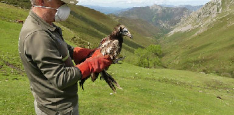 Alas de libertad para un alimoche asturiano