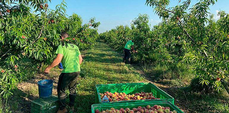 UPA pide el fin del “maltrato a la fruta” por parte de algunas cadenas de la distribución