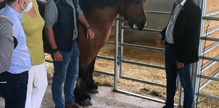 Avances genéticos para ganar competitividad en la producción astur de ganado equino