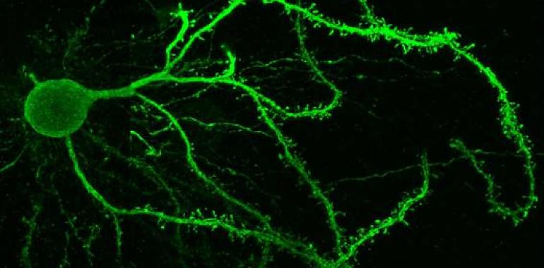 Un receptor de dopamina, clave en el centro cerebral que controla los movimientos