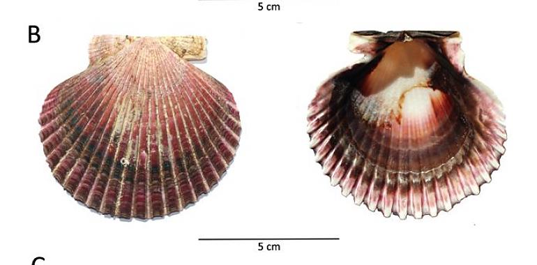 Investigadores de UniOvi desvelan las 