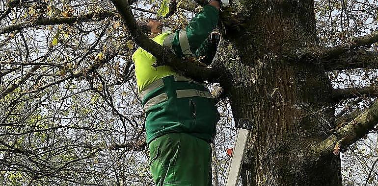 Gijón destaca en la captura del avispón asiáticu