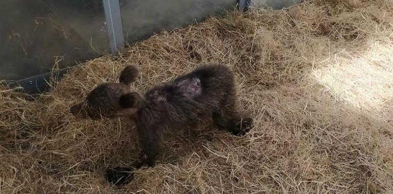 La osina huérfana rescatada en Somiedo mejora de sus heridas