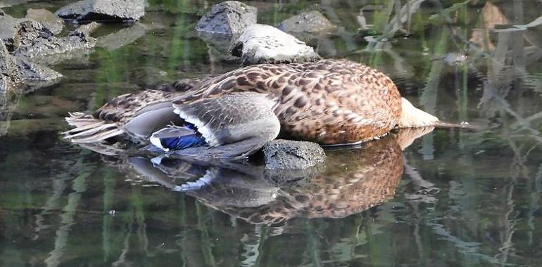 Piden investigar un vertido que mata decenas de azulones en la ría de Avilés