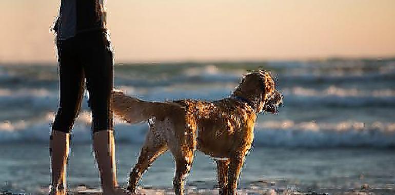 Menos del 10% de los perros en Galicia están vacunados frente a la Rabia