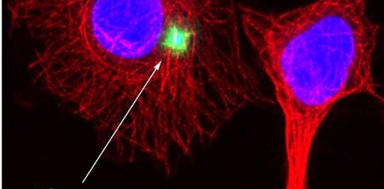 El CSIC avanza en la investigación de fármacos para atenuar los efectos del Coronavirus