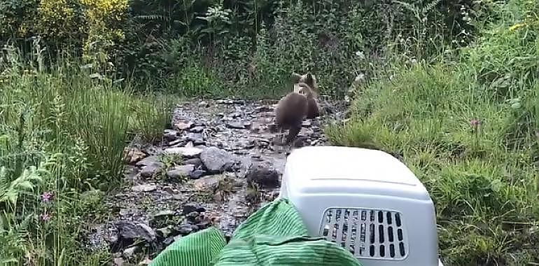 Endriga, la osina salvada en Somiedo, cura sus heridas en AniCura, en Oviedo