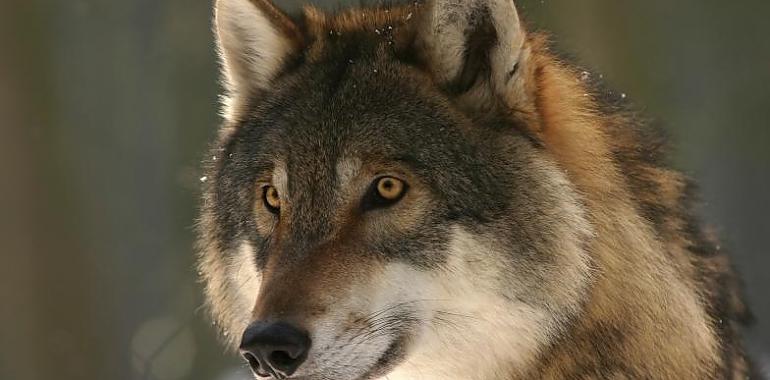 Asturias, Castilla y León, Cantabria y Galicia rechazan aumentar la protección del lobo 