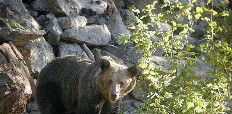 Fundaciòn Oso Asturias aumenta efectivos ante al áuge del turismo de naturaleza