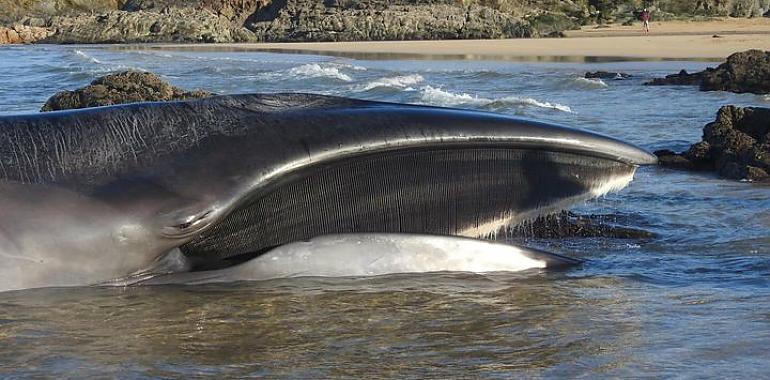 Varado en Tapia un rorcual boreal de 13 metros aún con vida