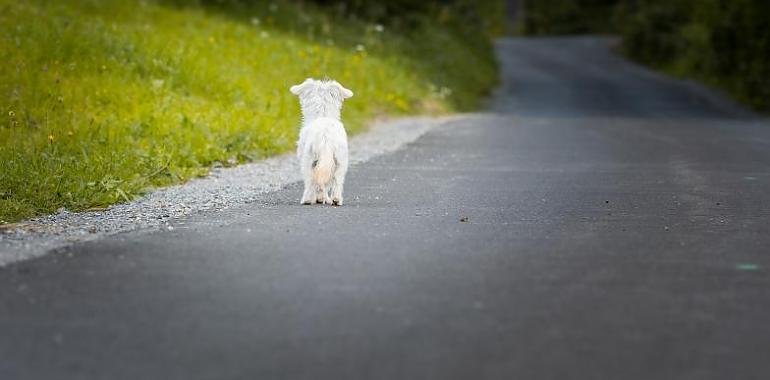 El Ayuntamiento de Oviedo se compromete a continuar con el programa de voluntariado del Albergue de animales 