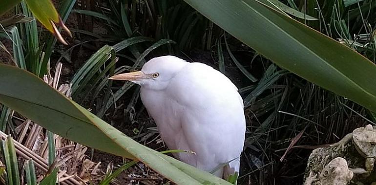 Un pájaro carpintero y una garcilla acogidas en el Zoo El Bosque