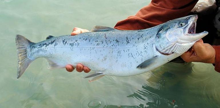 Comienza las repoblaciones de salmón en los ríos del Parque Natural de Ponga