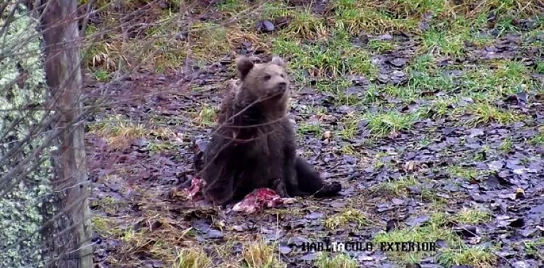 La osina salvada en Éndriga (Somiedo) sigue recuperando pesu y salud