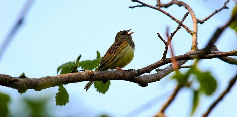 El cambio climático desajusta el reloj de la naturaleza