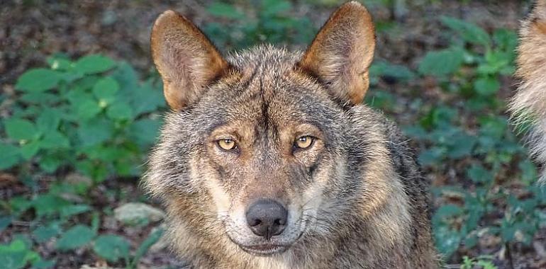 El ambientalismo considera que la inclusión del lobo ibérico en el listado de especies protegidas abre las puertas a su adecuada conservación 