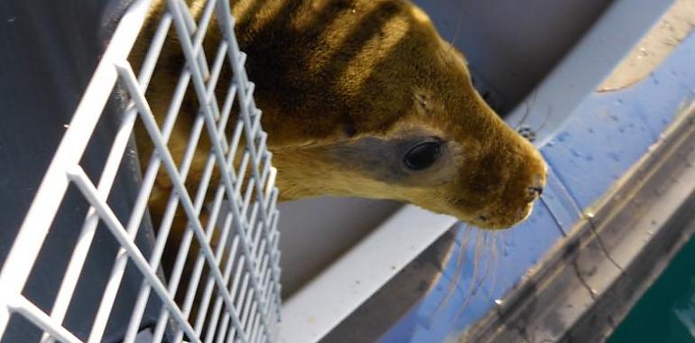 El Cantábrico recupera dos jóvenes focas salvadas en Asturias y devueltas a la mar