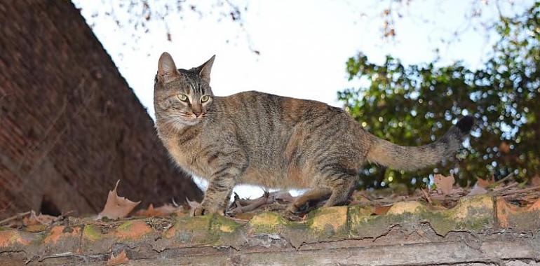 Gijón duplica el convenio con el Colegio de Veterinarios para la esterilización de colonias felinas