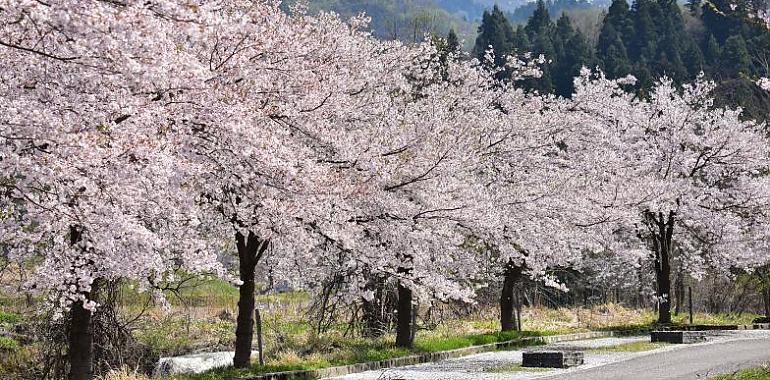 ¿Cuáles son los mejores lugares para disfrutar del Hanami en Asturias?