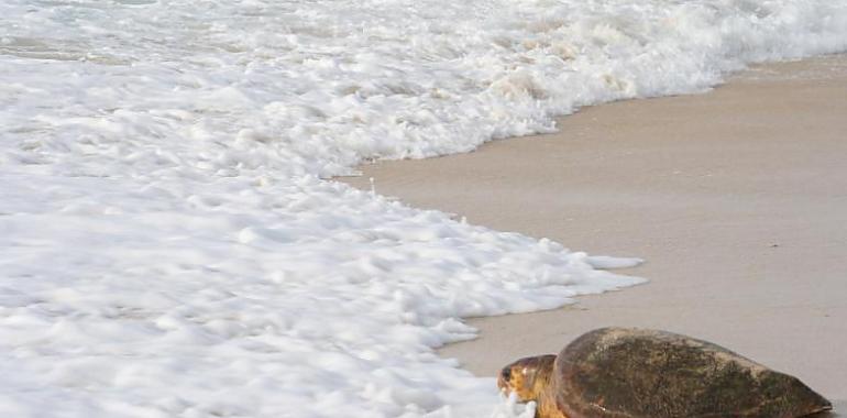 Algunos animales marinos ya llevan plásticos hasta dentro de sus tejidos musculares