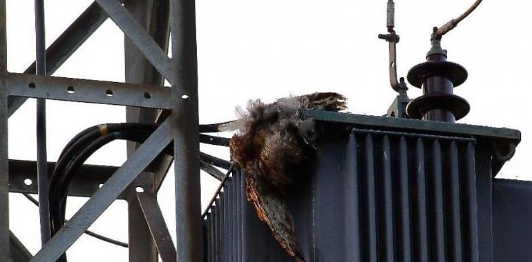 Denuncian matanza de aves en un transformador en Carbayera de Lleorio de Gijón