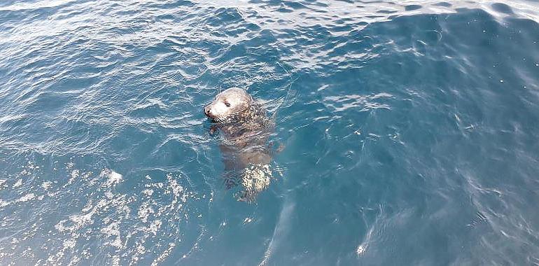 Se libera a diez millas de la costa una cría de foca gris recogida en febrero VIDEO