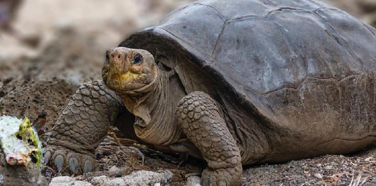 Tortuga encontrada en Fernandina corresponde a una especie considerada extinta hace 100 años