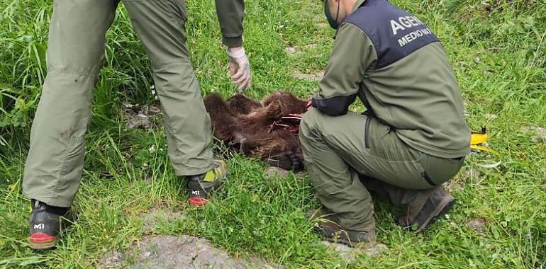 Encuentran los restos de un joven oso cerca de Arbellales, en Somiedo