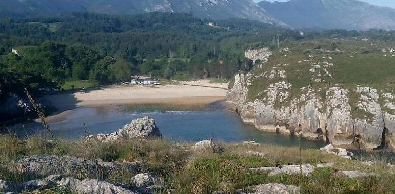 Ecologistas rechazan más plantaciones de eucalipto en Cuevas del Mar