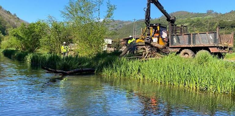 Se han completado las actuaciones de la Confederación Hidrográfica del Cantábrico en varios cauces de ríos en Grado