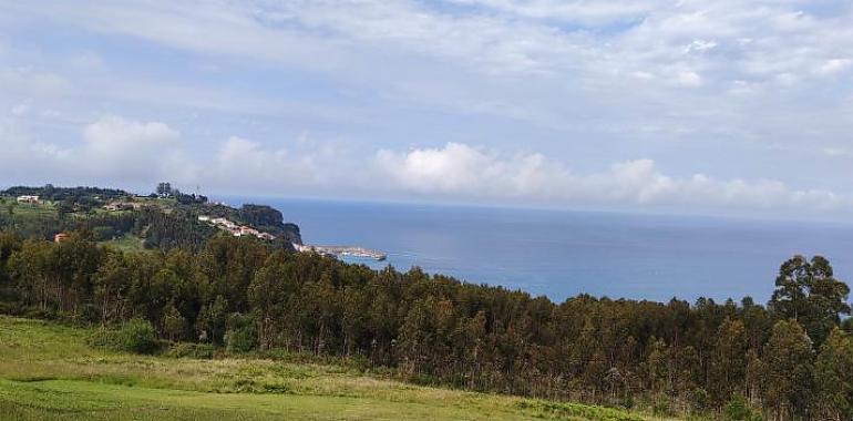 Ecologistas rechazan el aumento de ocalitos invasores en los montes asturianos