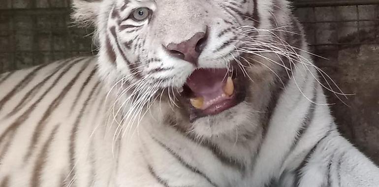 El zoológico El Bosque recibe una nueva tigresa blanca