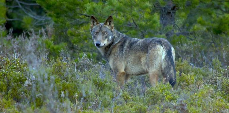 La convivencia entre humanos y lobos es posible si se crean las condiciones óptimas