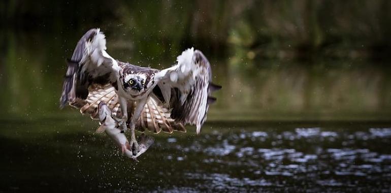 Visita guiada por la ría de Villaviciosa para celebrar el Día Mundial de las Aves