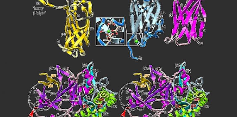 El CSIC encuentra la manera de atacar a la periodontitis