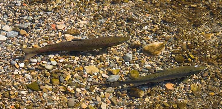 Ecologistas censuran el aumento de cupos de pesca fluvial por el Principado