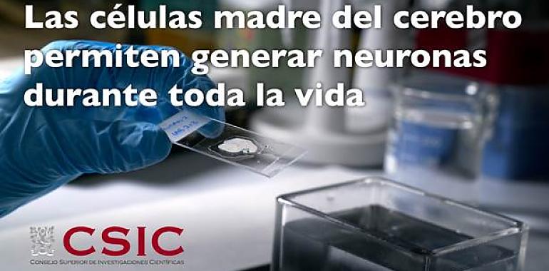 Las células madre del cerebro permiten generar neuronas durante toda la vida