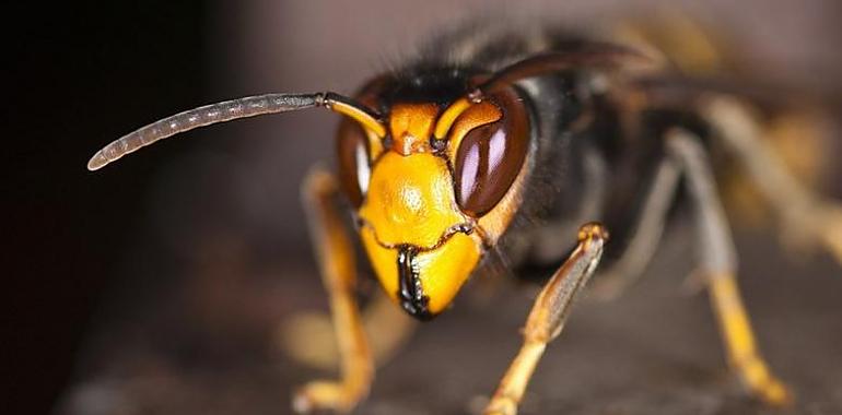 Ligero descenso de la presencia de la avispa asiática en Asturias