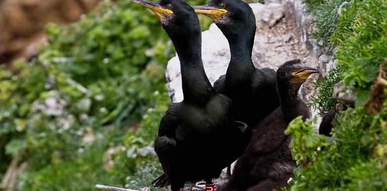 Las universidades de Oviedo y Vigo se proponen proteger al cormorán moñudo