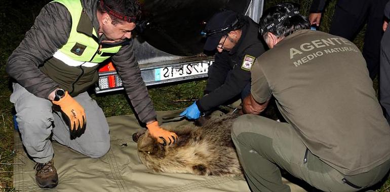 Se avanza en la aplicación del protocolo para osos habituados a la presencia humana