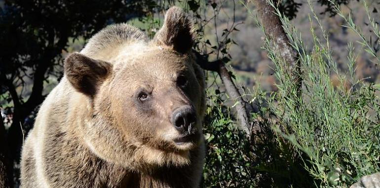 El cambio climático generará un aumento de los conflictos entre osos y humanos